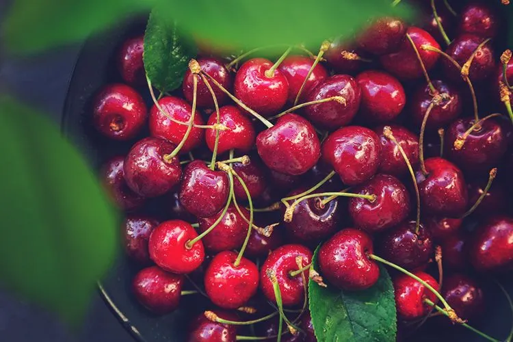 Bowl of fresh cherries — dark red and purple fruits contain polyphenols that support Akkermansia muciniphila
